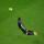 hazard